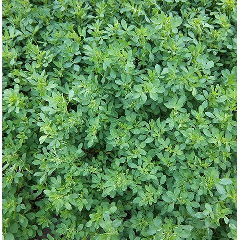 50 Lbs. Coated Vernal Alfalfa - High-Quality Forage for Livestock