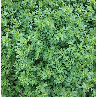 50 Lbs. Alfalfa SMRP 100 Plus Coated Seed - High-Yield Forage for Livestock and Wildlife