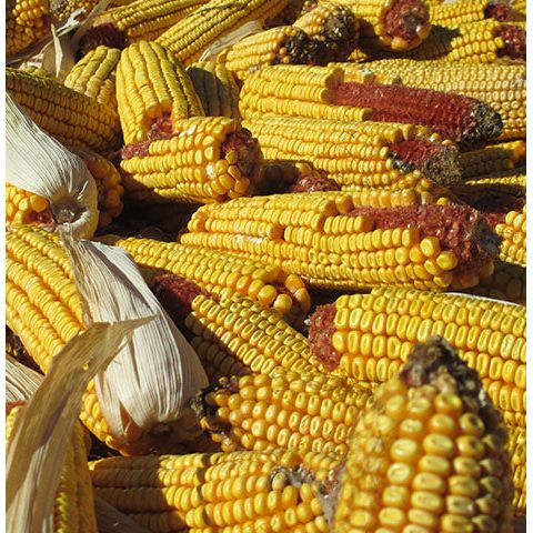 35 Lbs. Bagged Ear Corn - Premium Wildlife Feed for Your Backyard