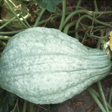 Blue Hubbard Squash Garden Seeds