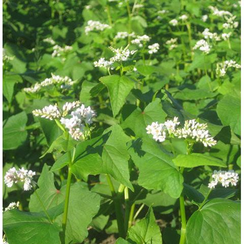 planting buckwheat seeds 50 lb. Buckwheat Seed for Wildlife and Gardening