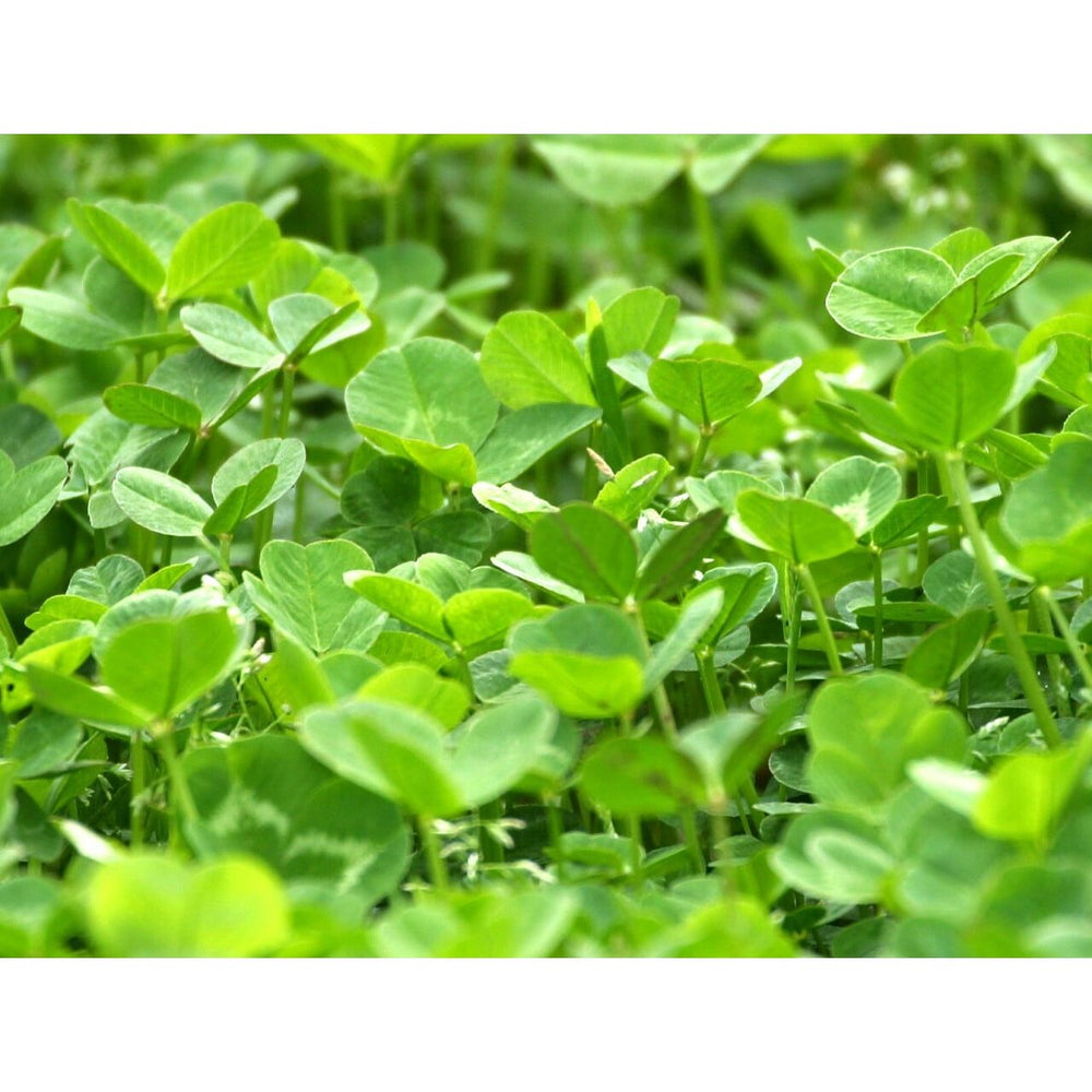 18 lbs WhiteTail Institute Imperial Whitetail Clover