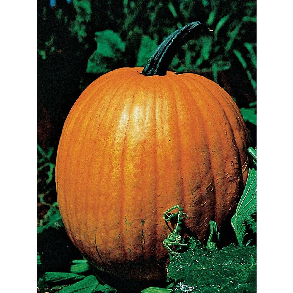 Connecticut Field Pumpkin Garden Seeds