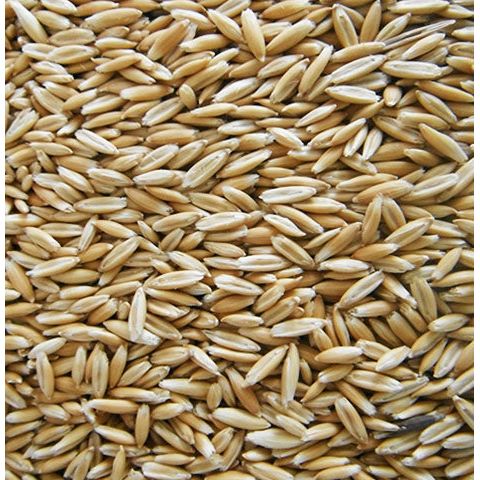 50 lbs. Steam Crimped Oats - Optimize Performance and Health for Your Horses
