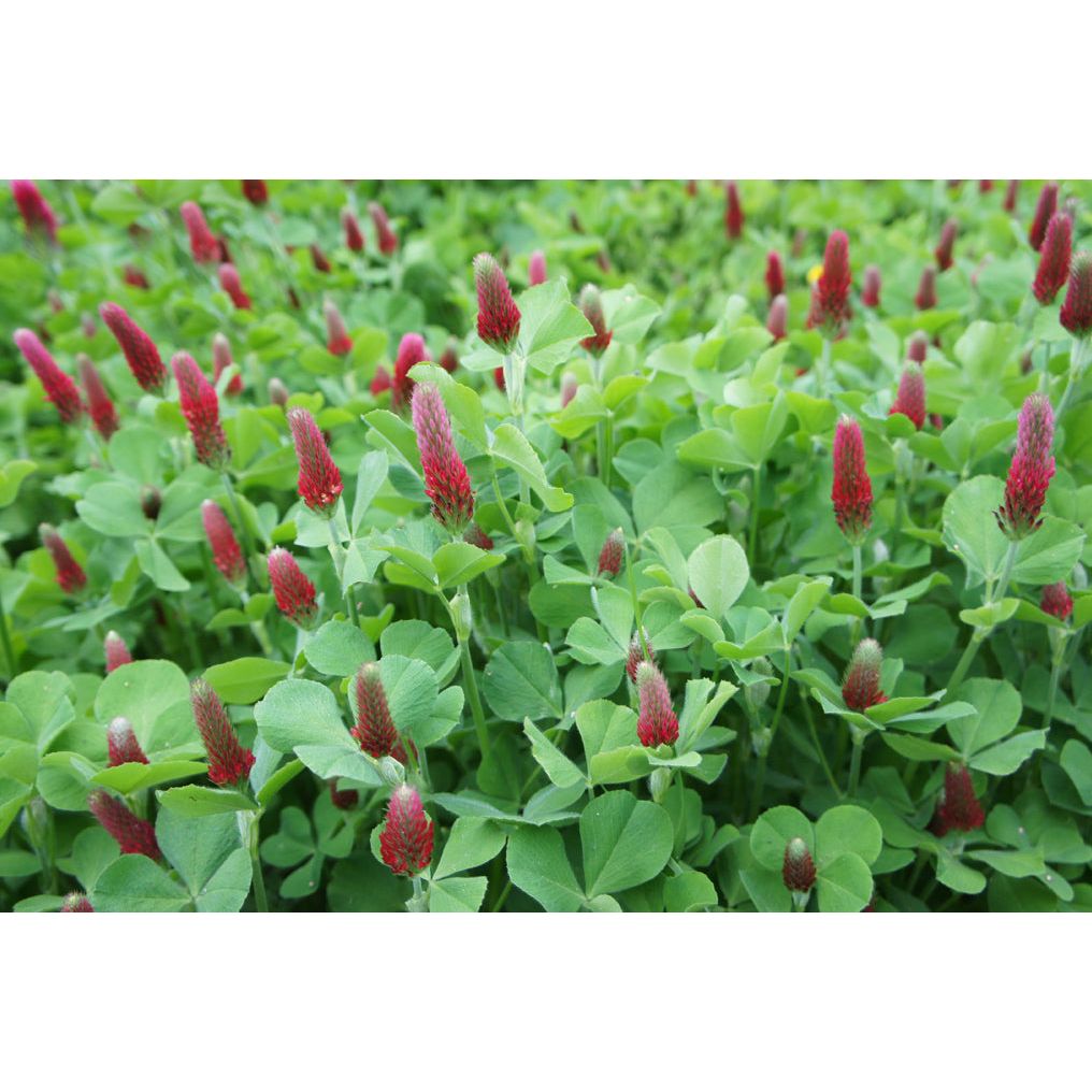 planting red clover seeds 50 Lbs. Crimson Clover Forage Seed