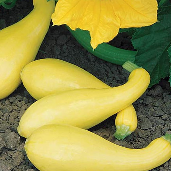 Golden Crookneck Summer Squash Garden Seeds