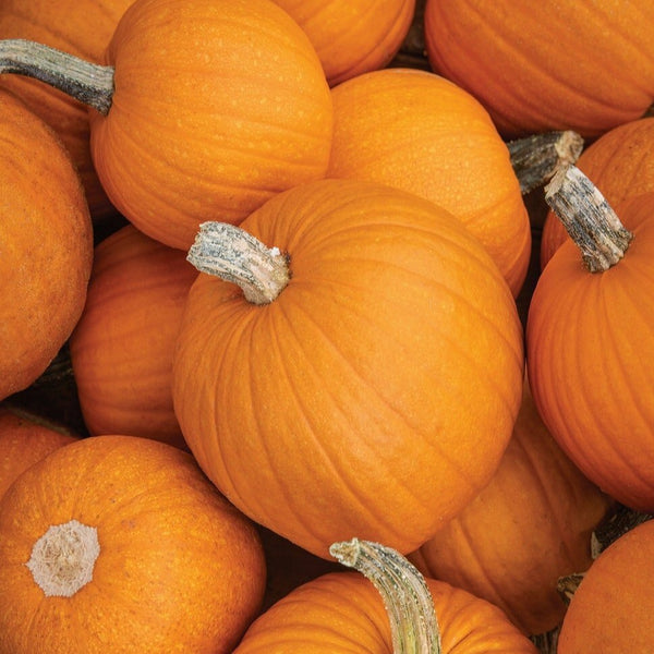 Small Sugar Pie Pumpkin Garden Seeds