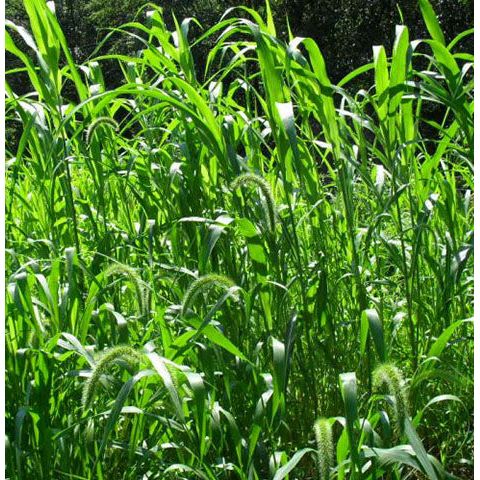 50 Lbs. Premium Egyptian Wheat Seed