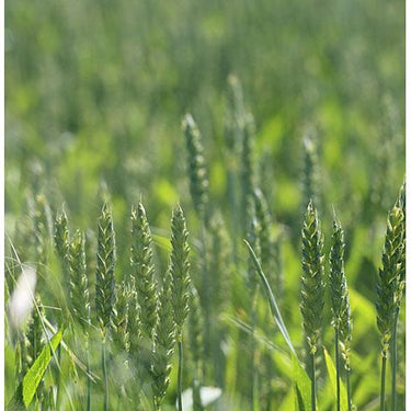 50 Lbs. Field Rye Pasture Grass Seed