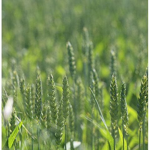 Henry Field Rye 50 Lbs. Field Rye Pasture Grass Seed