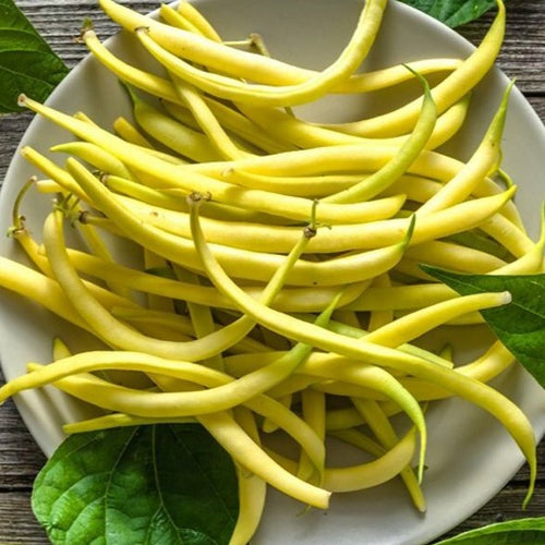 Golden Wax Bush Bean Garden Seeds