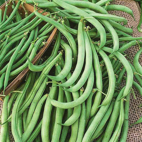 Improved Tender Green Bean Garden Seeds