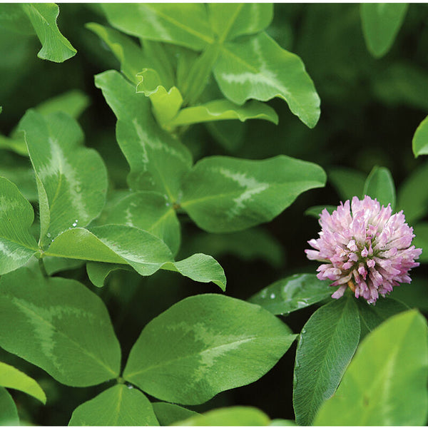 50 Lbs. Canadian Mammoth Raw Clover Seed - Superior Forage and Cover Crop