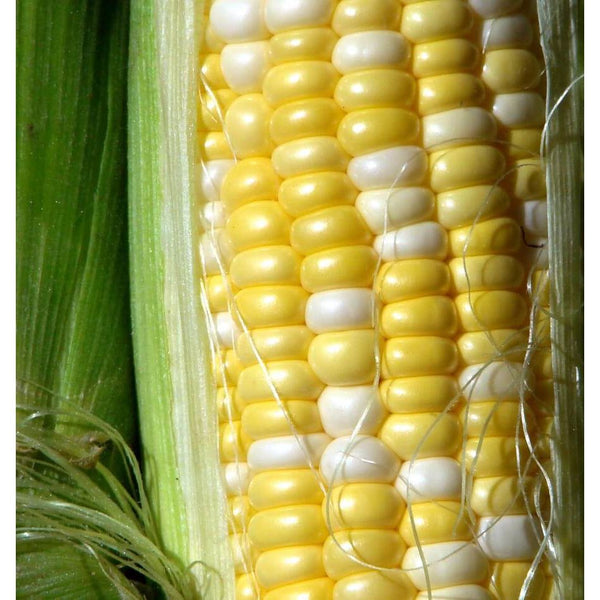 Peaches N Cream Corn Garden Seeds