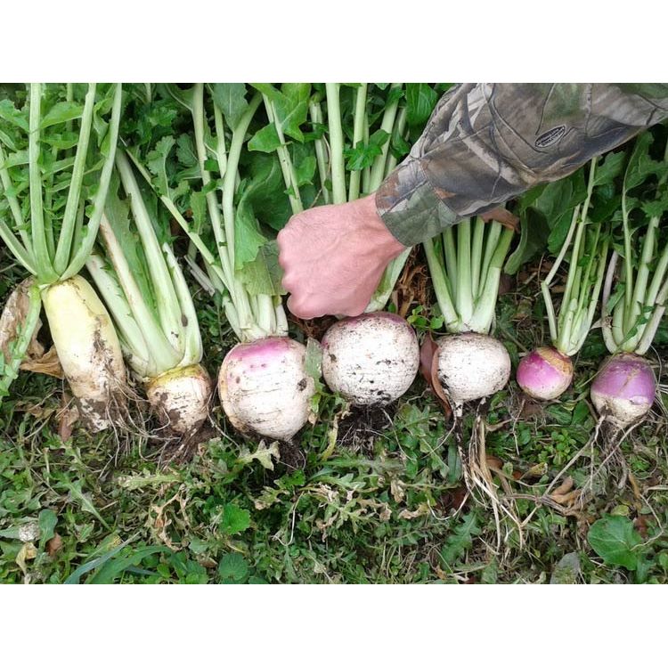 3Lbs Real World Plot Topper
