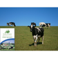 50 lbs. FSG Professional Dairy Pasture Seed Mix