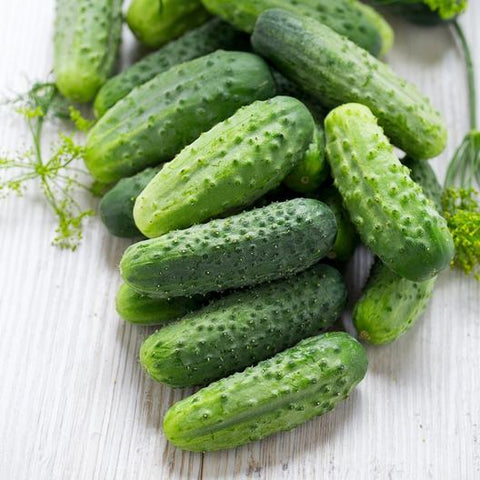 SMR 58 Pickling Cucumber Garden Seeds