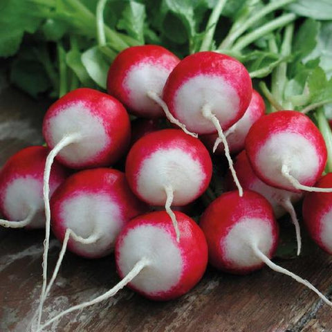 1lb Sparkler White Tip Radish Garden Seeds