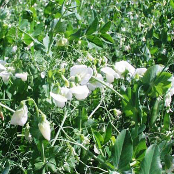 50 Lbs. Field Forage Peas Cover Crop & Forage Mix