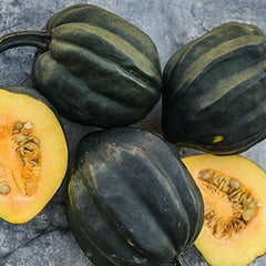 Table Queen Acorn Squash Garden Seeds