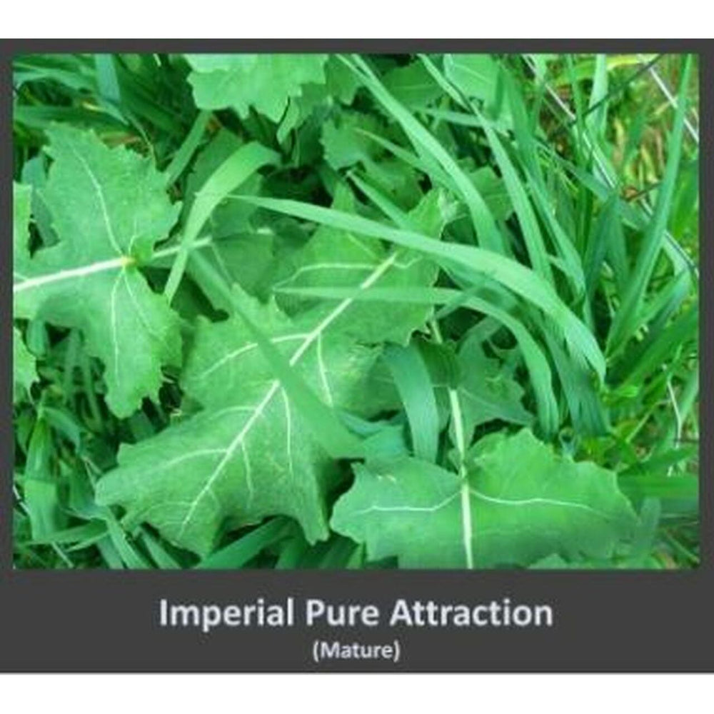 26 Lb Whitetail Institute Imperial Pure Attraction (Annual)