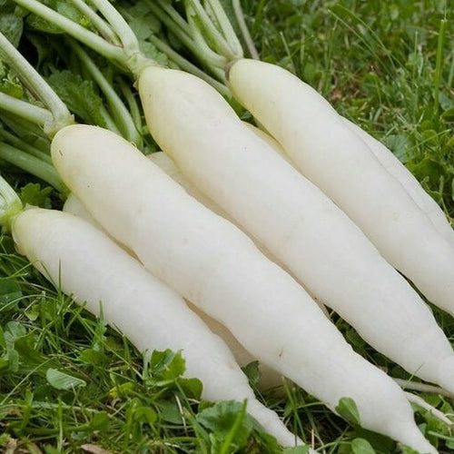 White Icicle Radish Garden Seeds