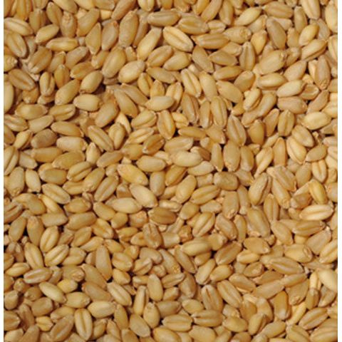10 Lbs. Wheat Seed Annual Forage Crop