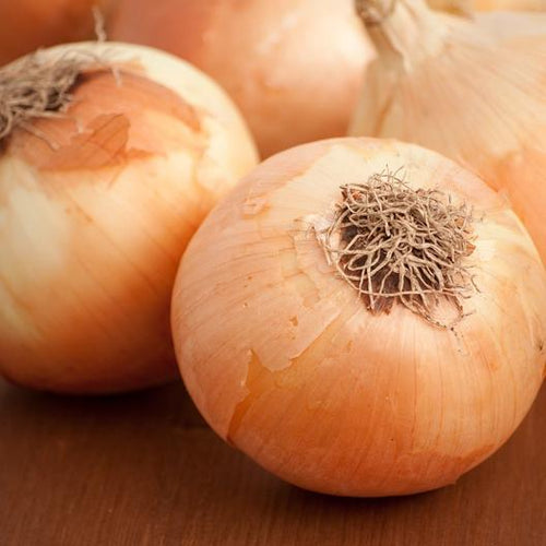 1lb Yellow Sweet Spanish Onion Garden Seeds